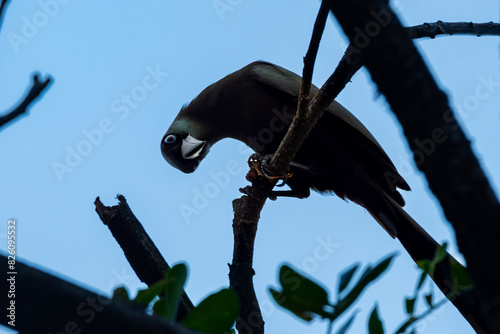 a racket-tailed treepie Crypsirina temia perching on dense tree branch, with natural background
