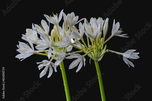 Closeup view of bright blooming white flowers of proiphys amboinensis aka Cardwell lily or northern Christmas lily isolated on black background after rain