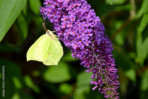 Canvas Print Gonepteryx rhamni, commonly named the common brimstone sitting on the Buddleja o