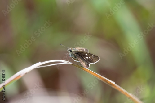 Pelopidas thrax, the pale small-branded swift, millet skipper or white branded swift, is a butterfly belonging to the family Hesperiidae photo