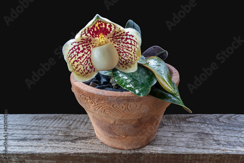 Closeup view of lady slipper orchid species paphiopedilum godefroyae var leucochilum with bright creamy white and red flower in flowerpot isolated on black background