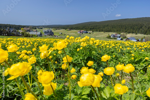 Spring landscape with Jizerka near Korenov, Northern Bohemia, Czech Republic photo