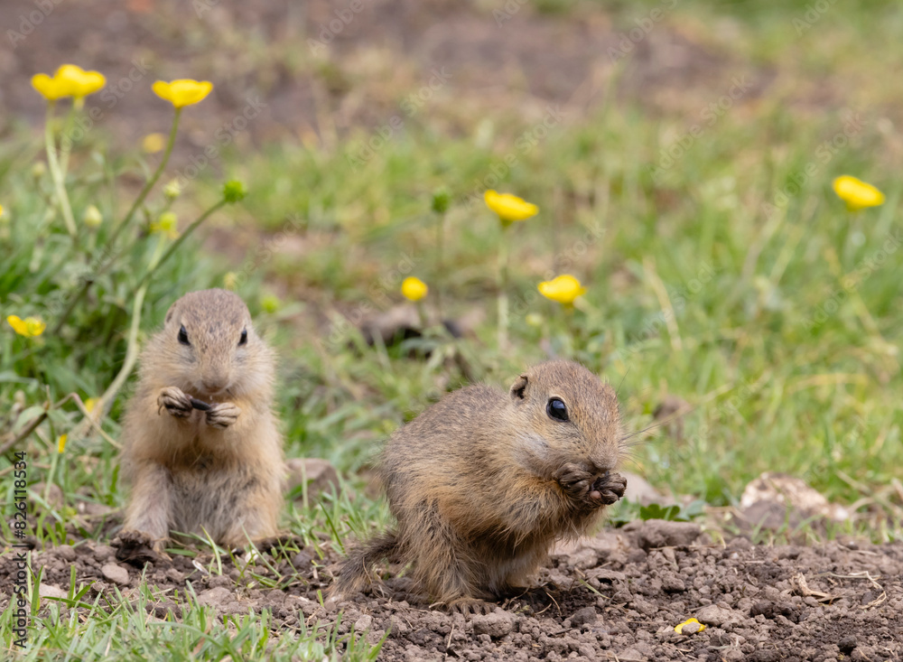 Ground squirrel colony (Syslovisko Biele vody), National park Muranska Planina, Slovakia Ground squirrel colony (Syslovisko Biele vody), National park Muranska Planina, Slovakia