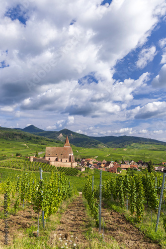 Typical vineyard near Hunawihr near Ribeauville Riquewihr  Haut-Rhin  Region Grand Est  Alsace  France