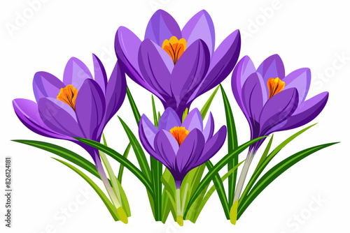  saffron crocus flower vector artwork illustration © Jannatul
