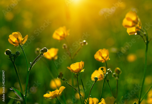 Spring yellow flowers on a field