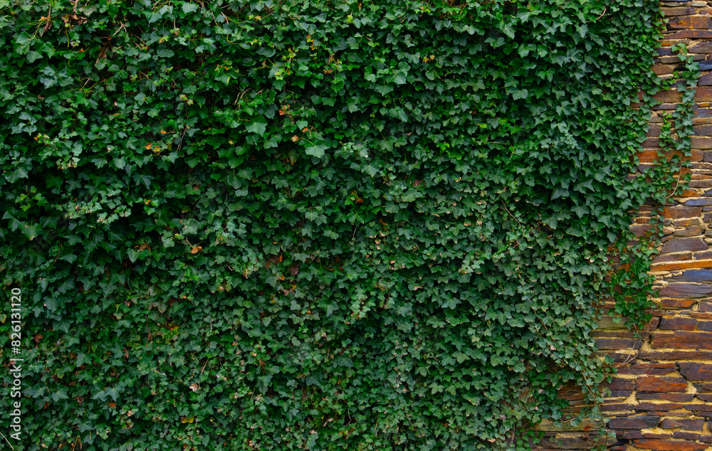 Ivy brick wall texture Ivy brick wall texture
