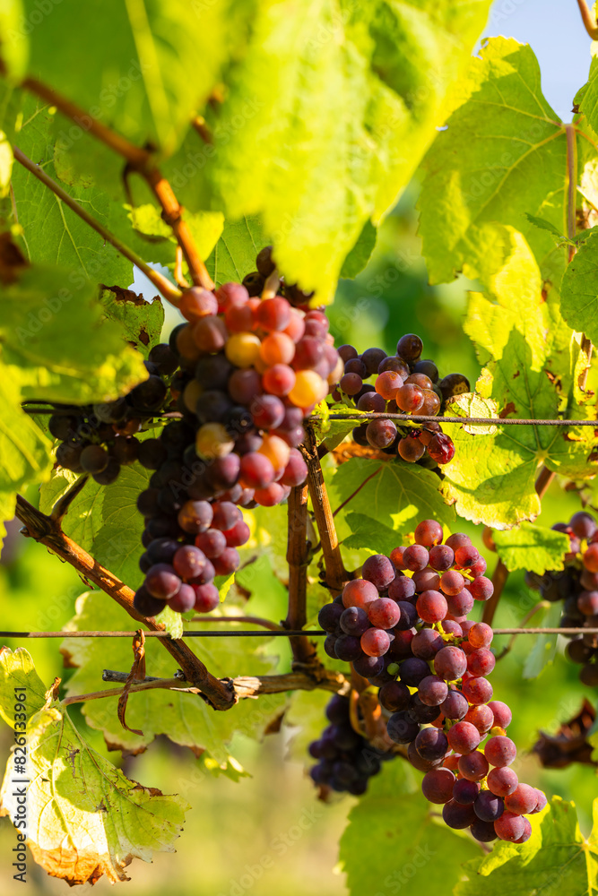 Vineyard with Palava, Southern Moravia, Czech Republic