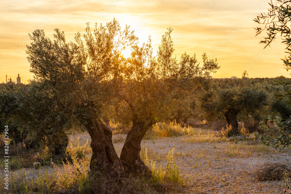A cultivated olive tree field during sunset in the Mediterranean region which is known for its warm and sunny climate and thus ideal for farming these fruits. A cultivated olive tree field during sunset in the Mediterranean region which is known for its warm and sunny climate and thus ideal for farming these fruits.