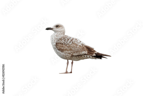 Photography European herring gull or Larus argentatus bird isolated transparent png