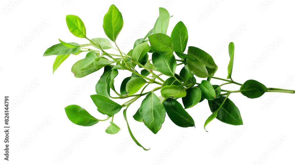 A collection of fresh green leaves displayed against a clean white background