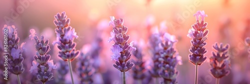 Close-up of blooming lavender flowers in soft pink and purple hues  illuminated by warm  gentle sunlight