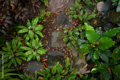 Fotografie Home fern garden viewed from above Gives a moisturized, cool feeling