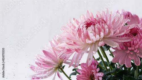 Pink and purple chrysanthemum in raindrops on white background