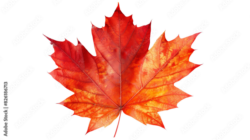 Close-up of a vibrant red autumn maple leaf isolated on a white background, showcasing its detailed texture and changing colors of fall.
