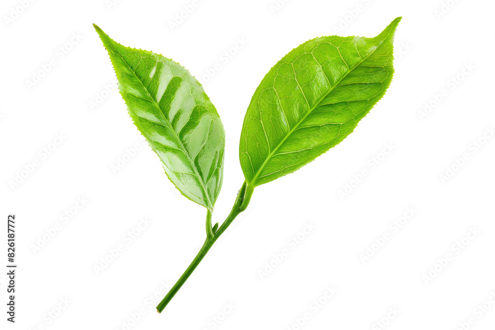 Green tea leaves isolated on white background Green tea leaves isolated on white background