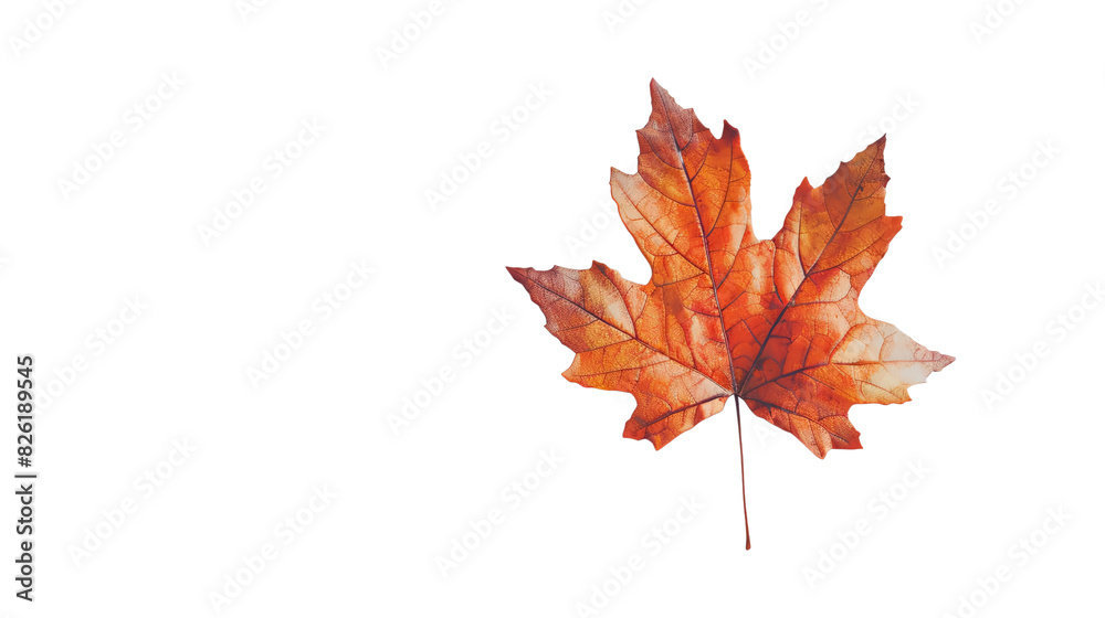 Single orange autumn leaf with intricate vein details isolated on a white background, symbolizing the beauty of fall season. Single orange autumn leaf with intricate vein details isolated on a white background, symbolizing the beauty of fall season.