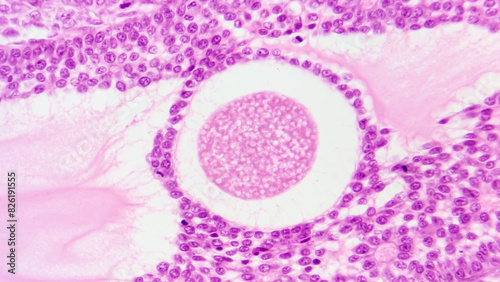 Histology of mammal ovary shows mature ovum. HE staining. Selective focus image