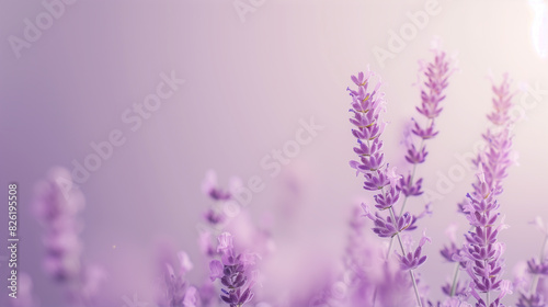 Blooming Lavender Flowers on Soft Pastel Background