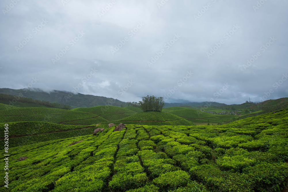 green tea plantation