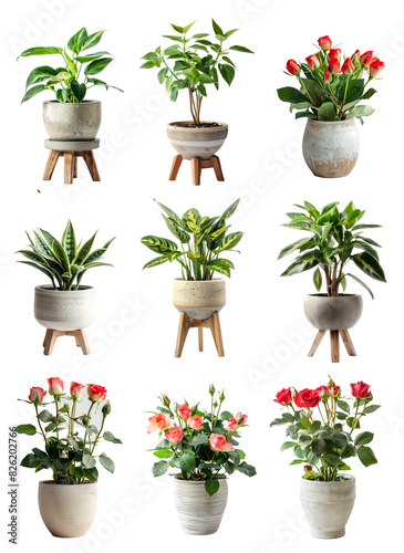 Set di piante in un vaso, su sfondo trasparete. Cut out photo