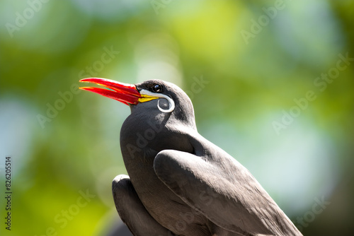 Portrait of Inca tern bird with mustache  photo