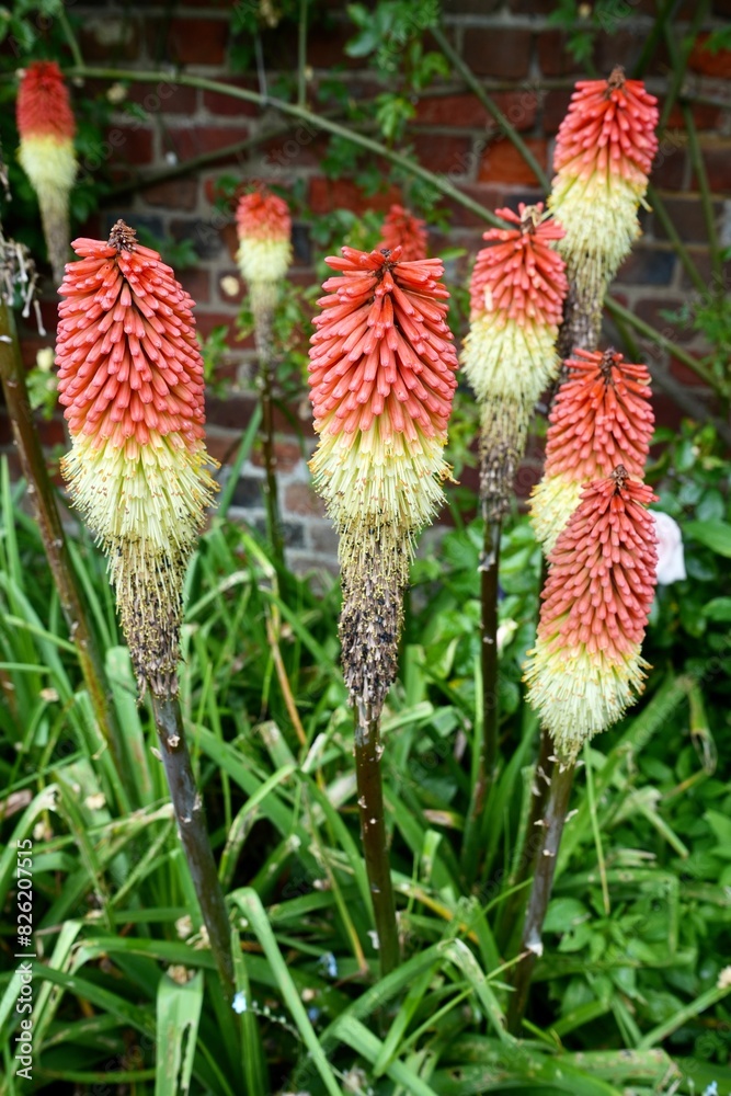 Orange and White Red Hot Poker Flowers. Kniphofia Uvaria. Garden wall behind. Orange and White Red Hot Poker Flowers. Kniphofia Uvaria. Garden wall behind.