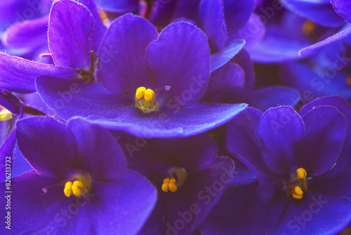 Close-up of dark purple  African Violets flowers with yellow stamen.  Shallow depth of field. Selective focus..Floral background