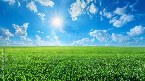green grass  sprouts against background of blue sky and bright sun