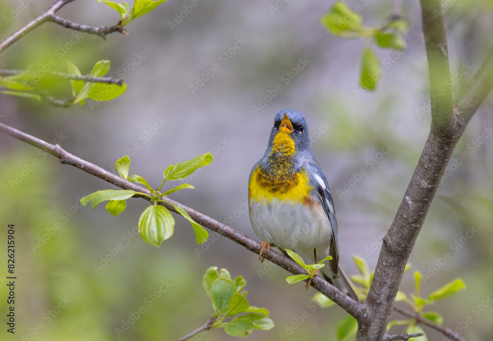 Northern Parula warbler perched on branch singing in spring in Ottawa, Canada Northern Parula warbler perched on branch singing in spring in Ottawa, Canada