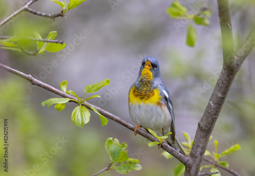 Northern Parula warbler perched on branch singing in spring in Ottawa, Canada