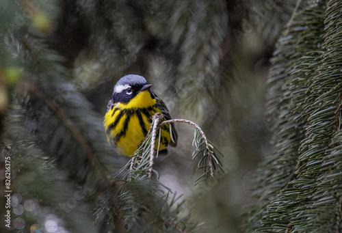 Magnolia warbler perched on branch in spring in Ottawa, Canada
