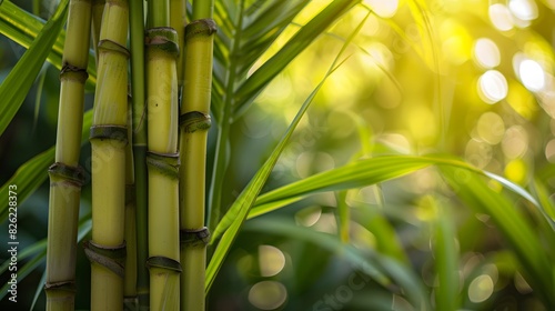  Rows of Sugarcane in a Field