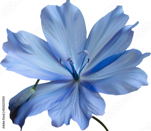 blue flower isolated on transparent background