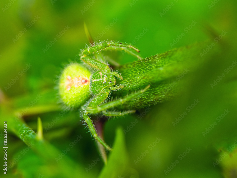 Fototapeta premium Crab Spider, Heriaeus hirtus, Green Crab Spider in Albania