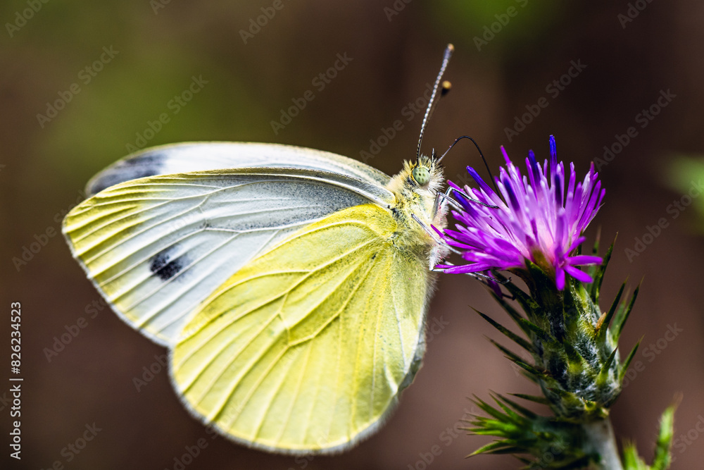 Large White, Pieris brassicae, butterfly on pink flower Large White, Pieris brassicae, butterfly on pink flower