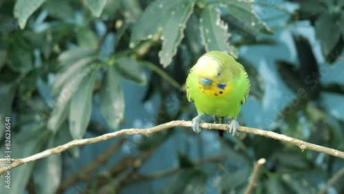 A Budgerigar parrot (Melopsittacus undulatus) moves on a branch inside a zoo, looking very cute and funny. Slow motion 4K video.