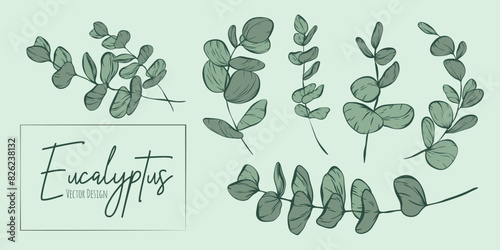 Set of botanical elegant line illustrations of eucalyptus leaves branch for wedding invitation and cards, logo design, web, social media and poster, template, advertisement, beauty and cosmetic indust photo