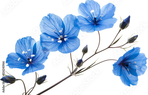 blue flowers isolated on transparent background