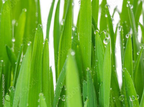 Macro sprouted wheatgrass with water drops isolated on white background. Wheatgrass background