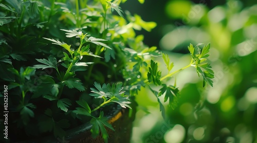 Fresh green parsley leaves growing in the garden. The leaves are bright and vibrant  and the veins are clearly visible.