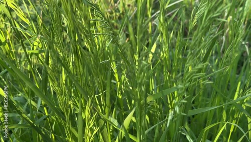 Tall green grass sways in the wind.