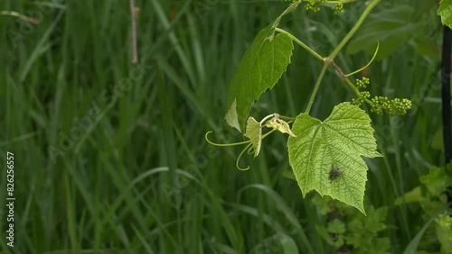 Grape branch with young leaf in spring. A fly on a grape leaf.