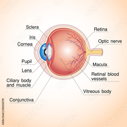 Human eye anatomy 