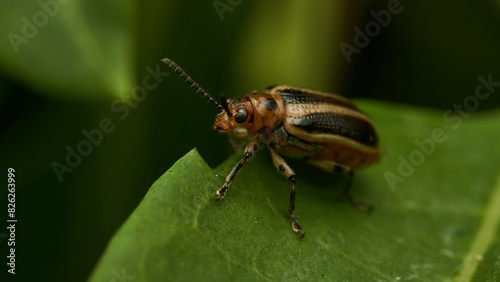 A brown insect with yellow lines on a green leaf © DiazAragon