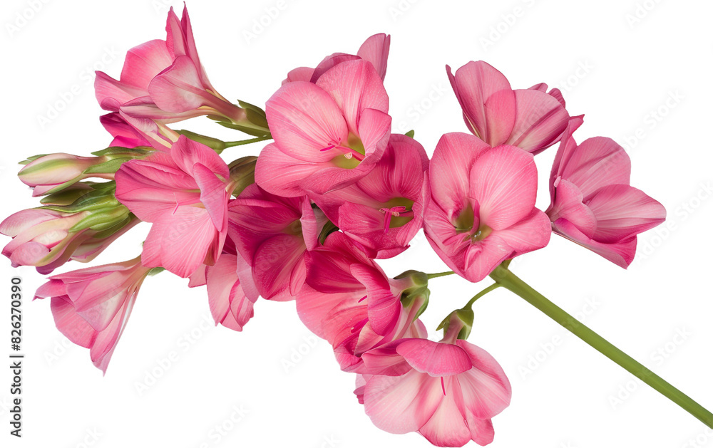 bouquet of pink flowers isolated on transparent background bouquet of pink flowers isolated on transparent background