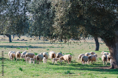 A flock of sheep grazing in the dehesa of Extremadura