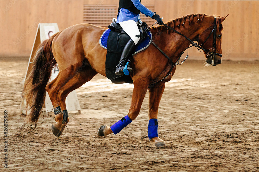 Obraz premium woman rider on brown horse in show jumping competition