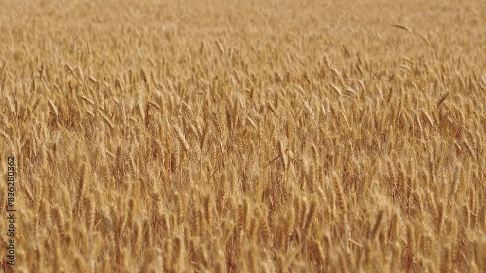 golden wheat field. Background of ripening ears of meadow wheat field. golden wheat field. Background of ripening ears of meadow wheat field.