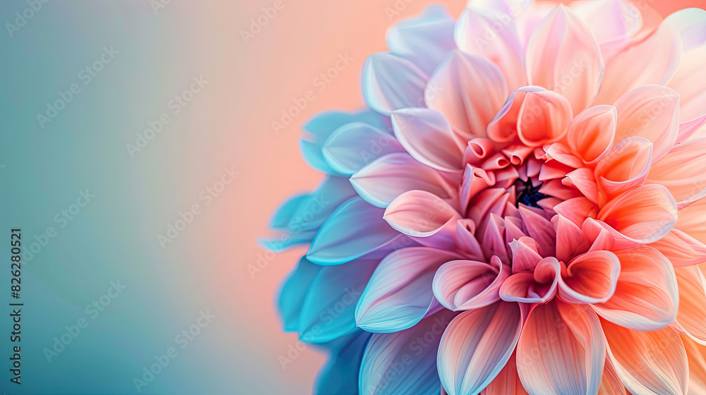 Obraz premium Vibrant dahlia bloom on gradient background
